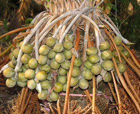 George Brown Darwin Botanic Gardens - Darwin Tourism 7