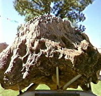 Fossilised Tree - Darwin Tourism