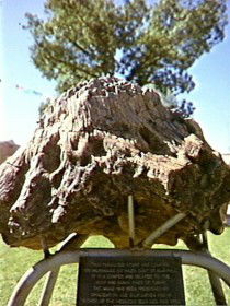 Fossilised Tree - Darwin Tourism 0