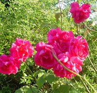 Bishop's Lodge Historic House and Heritage Rose Garden - Darwin Tourism