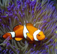 Reef HQ Aquarium - Darwin Tourism