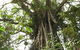 Cathedral Fig Tree - thumb 0
