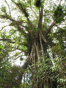 Cathedral Fig Tree - Darwin Tourism 0