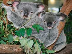Kuranda Koala Gardens - Darwin Tourism 2