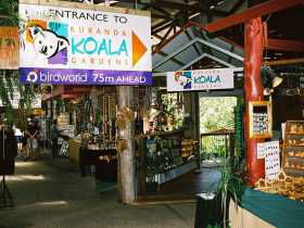 Kuranda Koala Gardens - Darwin Tourism 3