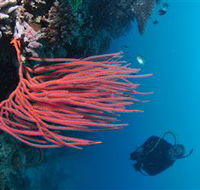 Eddy Reef Dive Site - Darwin Tourism