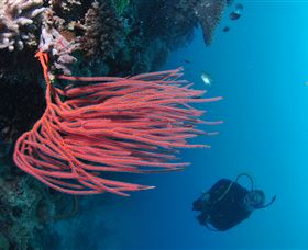 Eddy Reef Dive Site - Darwin Tourism 0