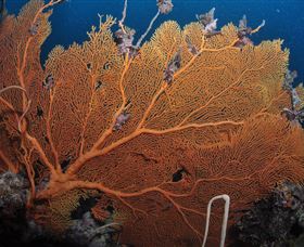 Eddy Reef Dive Site - Darwin Tourism 3