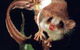 Carrowong Fauna Sanctuary - thumb 0