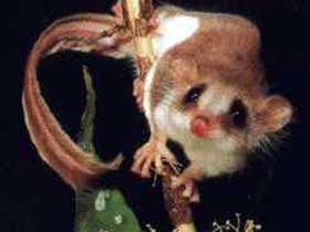 Carrowong Fauna Sanctuary - Darwin Tourism 0