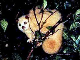 Carrowong Fauna Sanctuary - Darwin Tourism 1