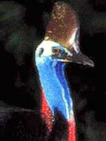 Carrowong Fauna Sanctuary - Darwin Tourism 2
