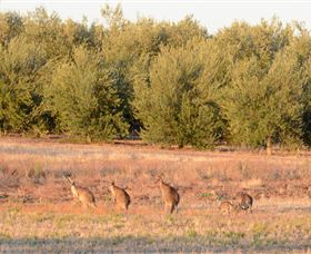 Yarrow Park - Darwin Tourism 4