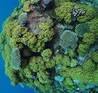 Keeper Reef Dive Site - Darwin Tourism