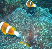 Davies Reef Dive Site - Darwin Tourism