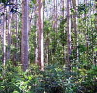 Cathu State Forest - Darwin Tourism