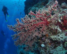 Nursery Bommie Dive Site - Darwin Tourism 0
