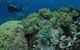 Nursery Bommie Dive Site - thumb 2
