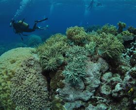 Nursery Bommie Dive Site - Darwin Tourism 2