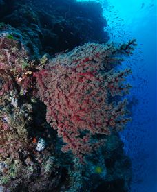 Nursery Bommie Dive Site - Darwin Tourism 3