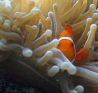 The Hangover Dive Site - Darwin Tourism