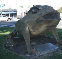 Big Cane Toad - Darwin Tourism