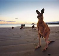 Wallabies on the Beach at Cape Hillsborough - Darwin Tourism