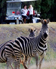 Taronga Western Plains Zoo, Dubbo - Darwin Tourism 1