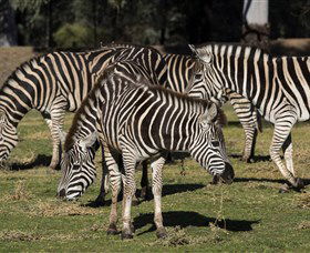Taronga Western Plains Zoo, Dubbo - Darwin Tourism 5