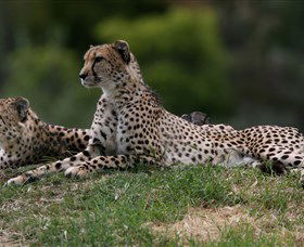 Taronga Western Plains Zoo, Dubbo - Darwin Tourism 6