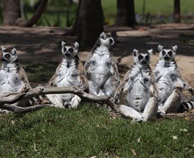 Savannah Visitor Plaza, Taronga Western Plains Zoo Dubbo - Darwin Tourism 0