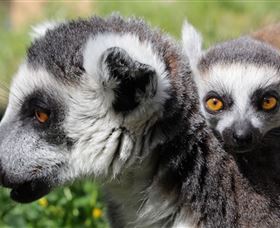 Savannah Visitor Plaza, Taronga Western Plains Zoo Dubbo - Darwin Tourism 1