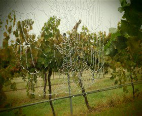 Red Earth Estate Vineyard - Darwin Tourism 8