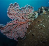 Luncheon Bay Dive Site - Darwin Tourism