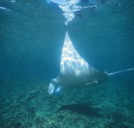 Manta Ray Bay Dive Site - Darwin Tourism