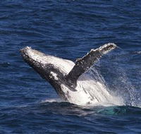 Whale Watching on Keswick Island - Darwin Tourism