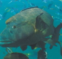 Fairey Reef - Darwin Tourism