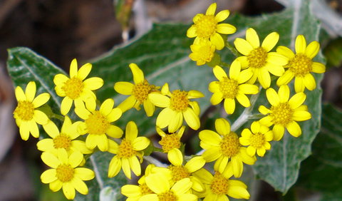 The Rock Nature Reserve - Kengal Aboriginal Place - Darwin Tourism 1