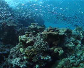 Manta Ray Drop Off Dive Site - Darwin Tourism 1