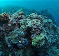 Manta Ray Drop Off Dive Site - Darwin Tourism