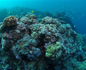 Manta Ray Drop Off Dive Site - Darwin Tourism 0