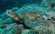 Manta Ray Drop Off Dive Site - thumb 3
