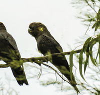 Conimbla National Park - Darwin Tourism