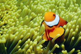 Hardy Reef - Darwin Tourism 3