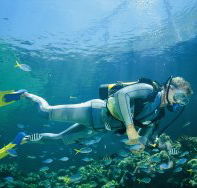 Seaflight Bommie Dive Site - Darwin Tourism