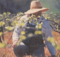 Canobolas Smith Winery - Darwin Tourism