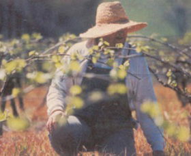 Canobolas Smith Winery - Darwin Tourism 0
