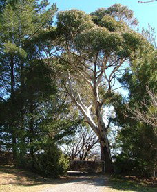 Habitat Vineyard - Darwin Tourism 1