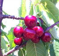 Ballinaclash Orchard and Cellar Door - Darwin Tourism