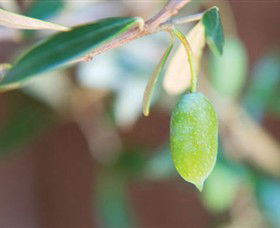 The Olive Shop - Milawa - Darwin Tourism 1
